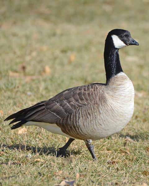 Cackling Goose (Richardson's)