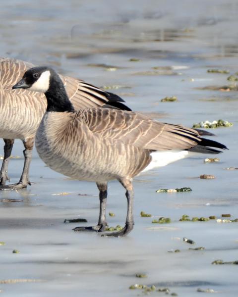 Cackling Goose (Richardson's)