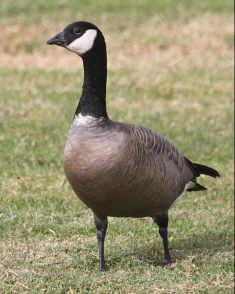 Cackling Goose (minima)