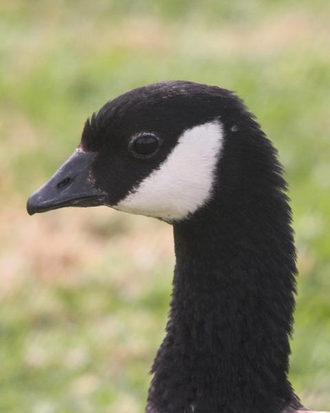 Cackling Goose (minima)