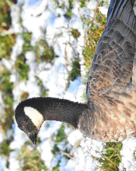 Cackling Goose (minima)