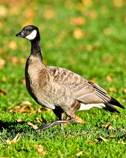 Cackling Goose (minima)