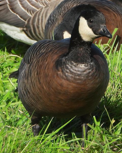 Cackling Goose (minima)