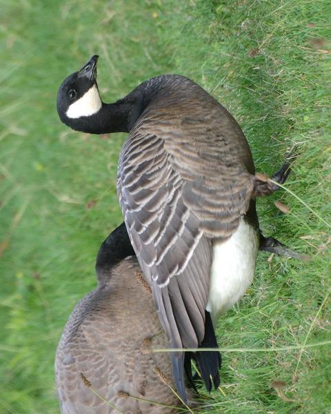 Cackling Goose (minima)