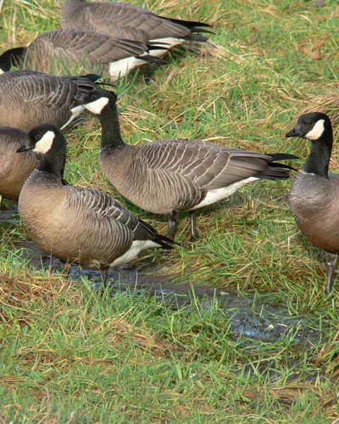 Cackling Goose (minima)