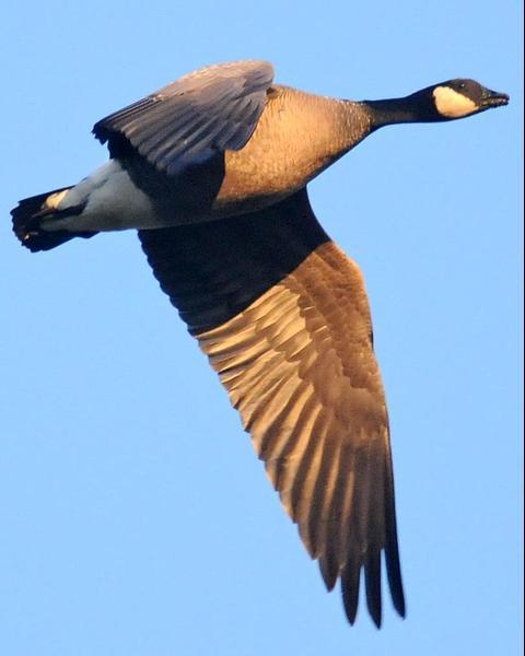 Cackling Goose (minima)