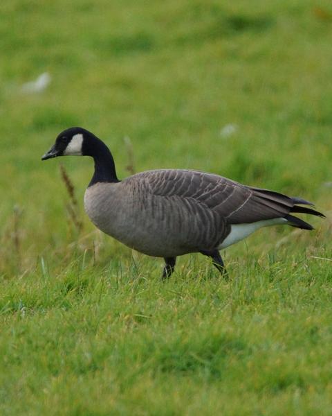 Canada Goose (parvipes)