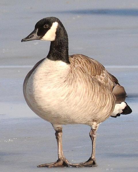 Canada Goose (parvipes)