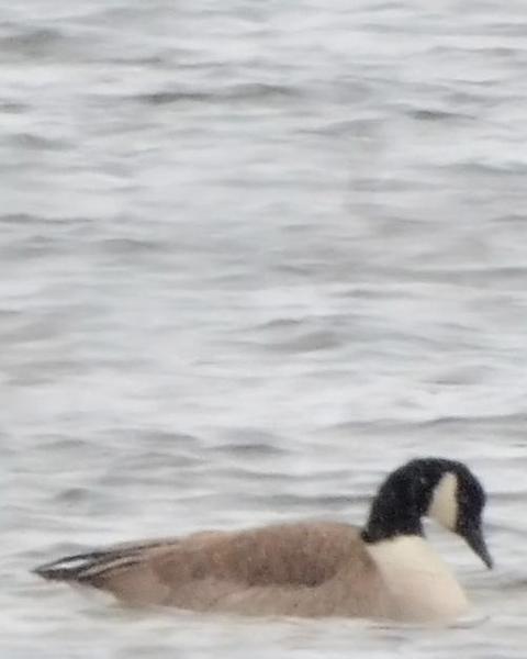 Canada Goose (parvipes)
