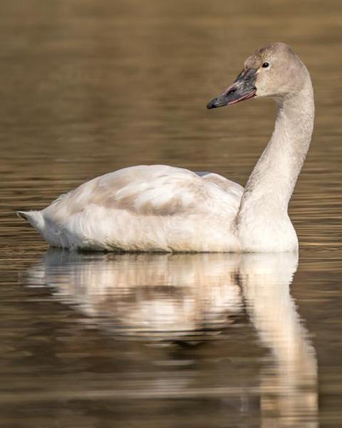Tundra Swan (Whistling)