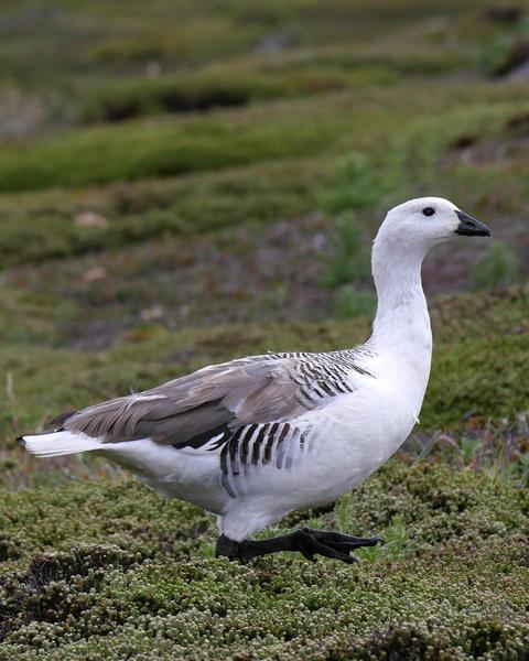 Upland Goose (White-breasted)