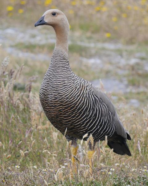 Upland Goose (White-breasted)