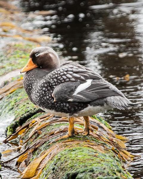 Falkland Steamer-Duck