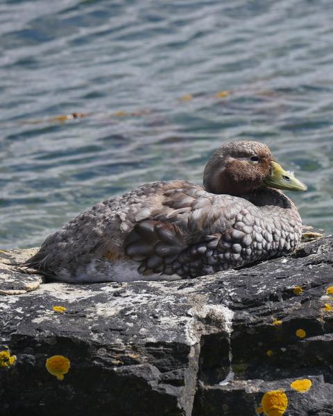 Falkland Steamer-Duck