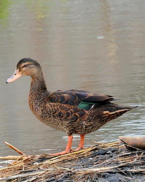 Muscovy Duck x Mallard (hybrid)