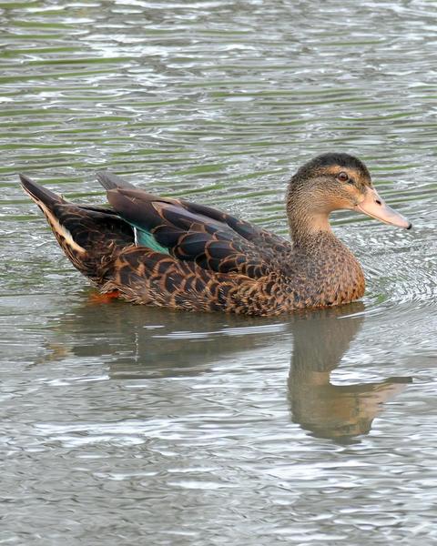 Muscovy Duck x Mallard (hybrid)