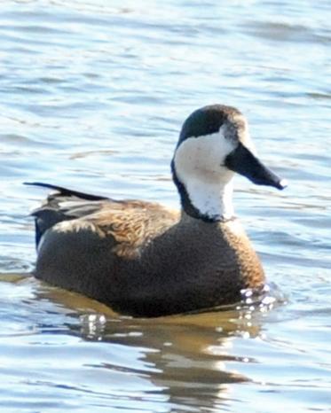 Northern Shoveler x Gadwall (hybrid)