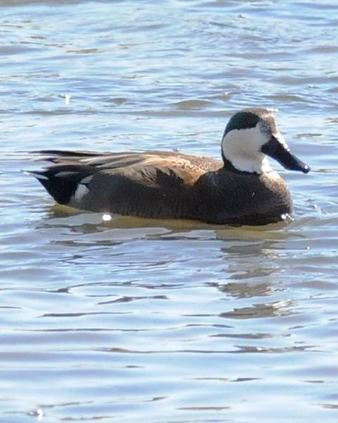 Northern Shoveler x Gadwall (hybrid)