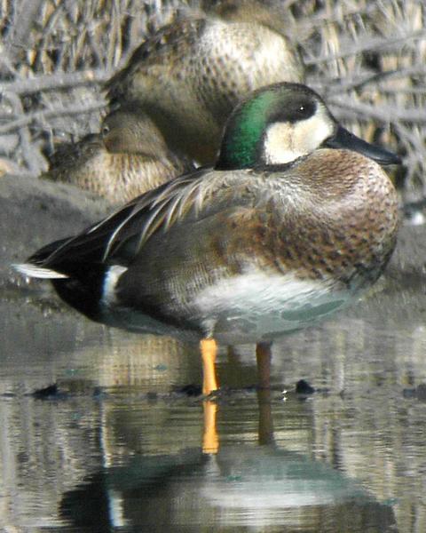 Northern Shoveler x Gadwall (hybrid)