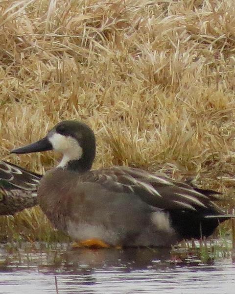 Northern Shoveler x Gadwall (hybrid)