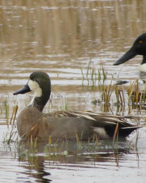 Northern Shoveler x Gadwall (hybrid)