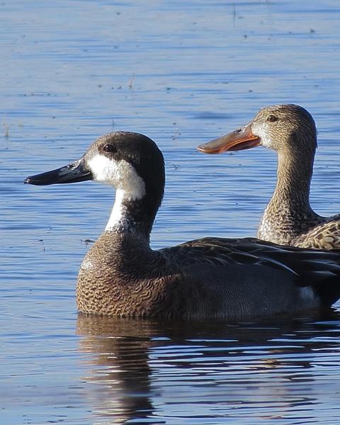 Northern Shoveler x Gadwall (hybrid)