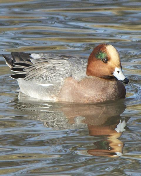Eurasian x American Wigeon (hybrid)