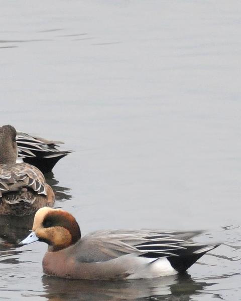 Eurasian x American Wigeon (hybrid)