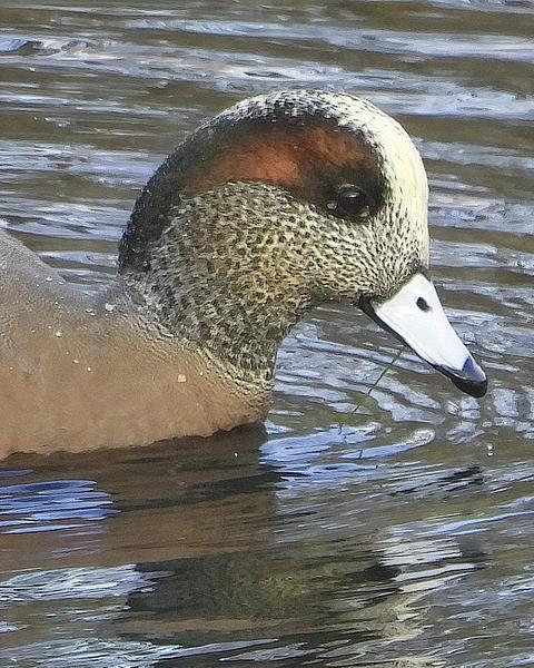 Eurasian x American Wigeon (hybrid)