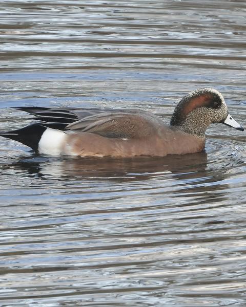Eurasian x American Wigeon (hybrid)