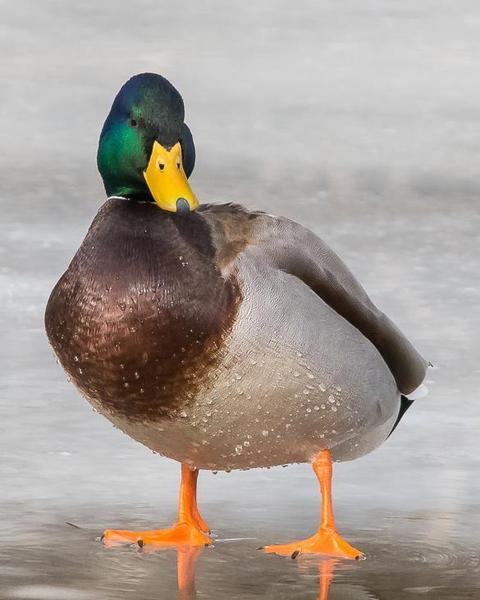 Mallard/Mexican Duck
