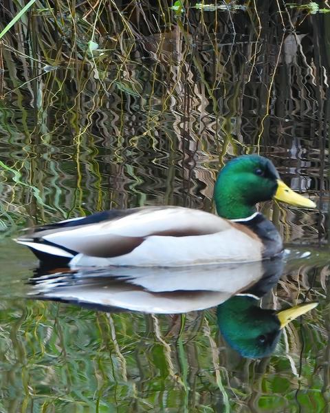 Mallard
