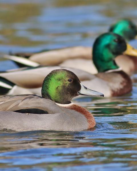 Mallard x Northern Pintail (hybrid)