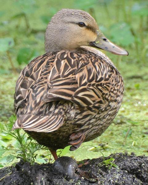 Mottled Duck (Florida)