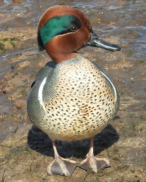 Green-winged Teal (American)
