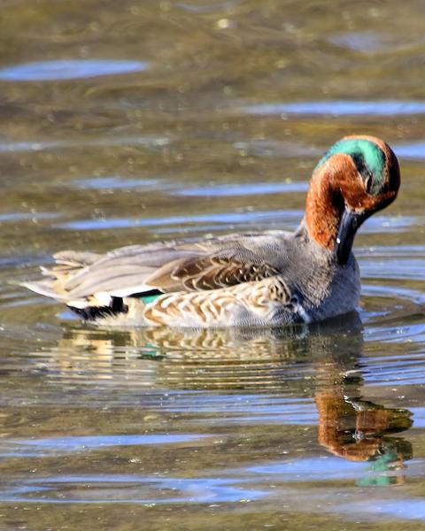 Green-winged Teal (American)