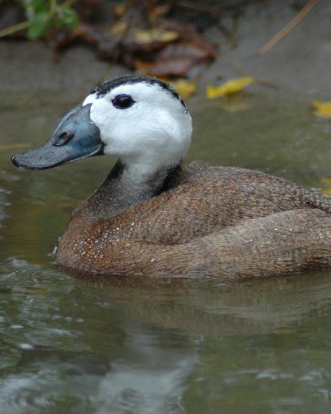 White-headed Duck