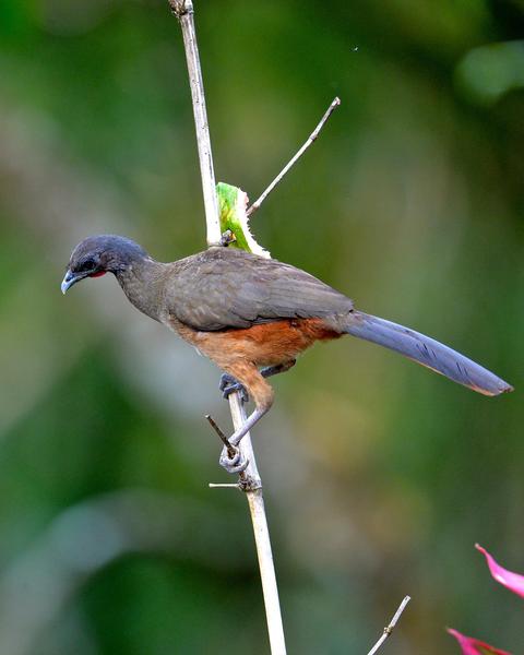 Rufous-vented Chachalaca (Rufous-vented)