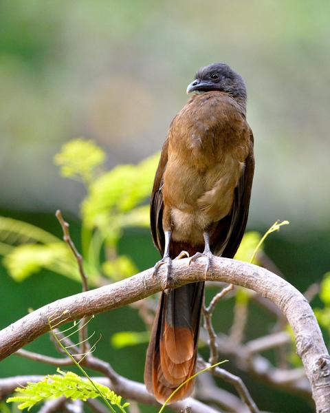 Rufous-vented Chachalaca (Rufous-vented)