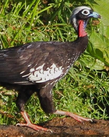 Black-fronted Piping-Guan