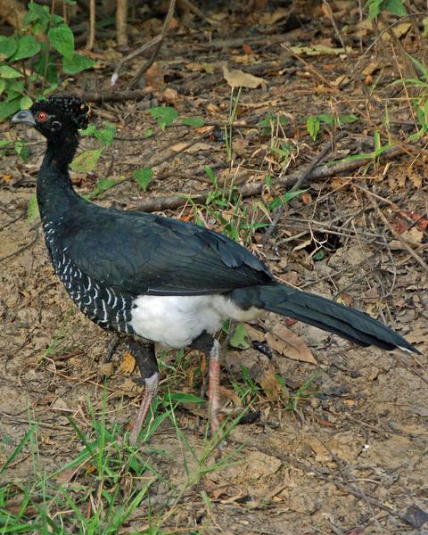 Yellow-knobbed Curassow