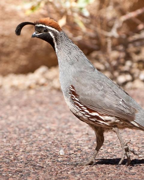 California x Gambel's Quail (hybrid)
