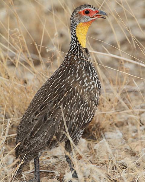 Yellow-necked Francolin