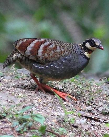 Taiwan Partridge