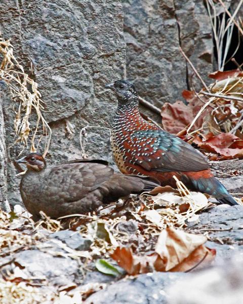 Painted Spurfowl
