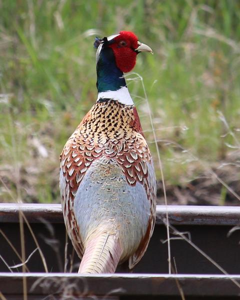 Ring-necked Pheasant