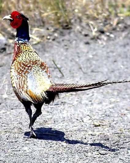 Ring-necked Pheasant (Ring-necked)