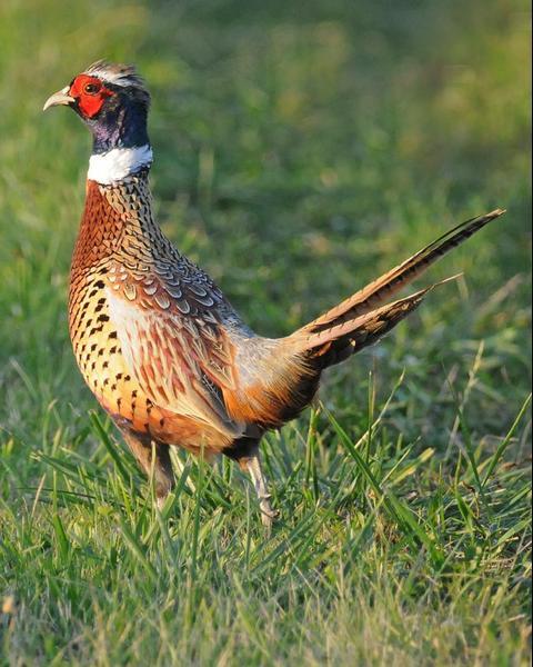 Ring-necked Pheasant (Ring-necked)