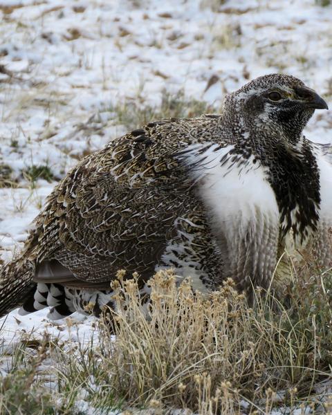 Greater Sage-Grouse