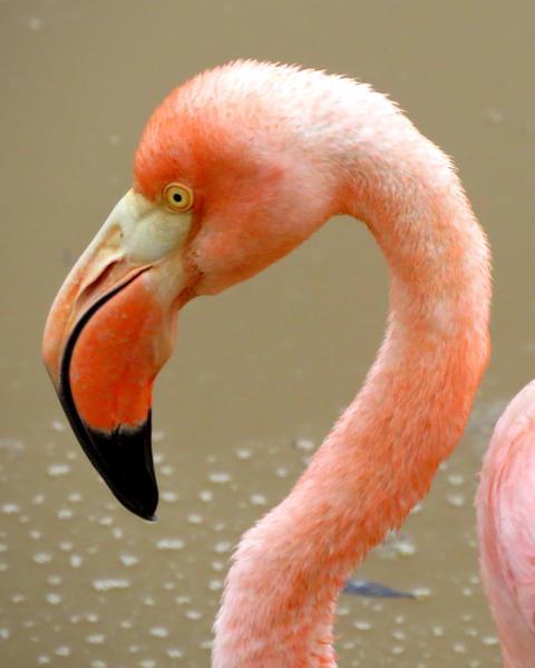 American/Greater Flamingo